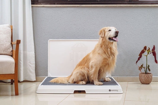 Smart Dog Potty