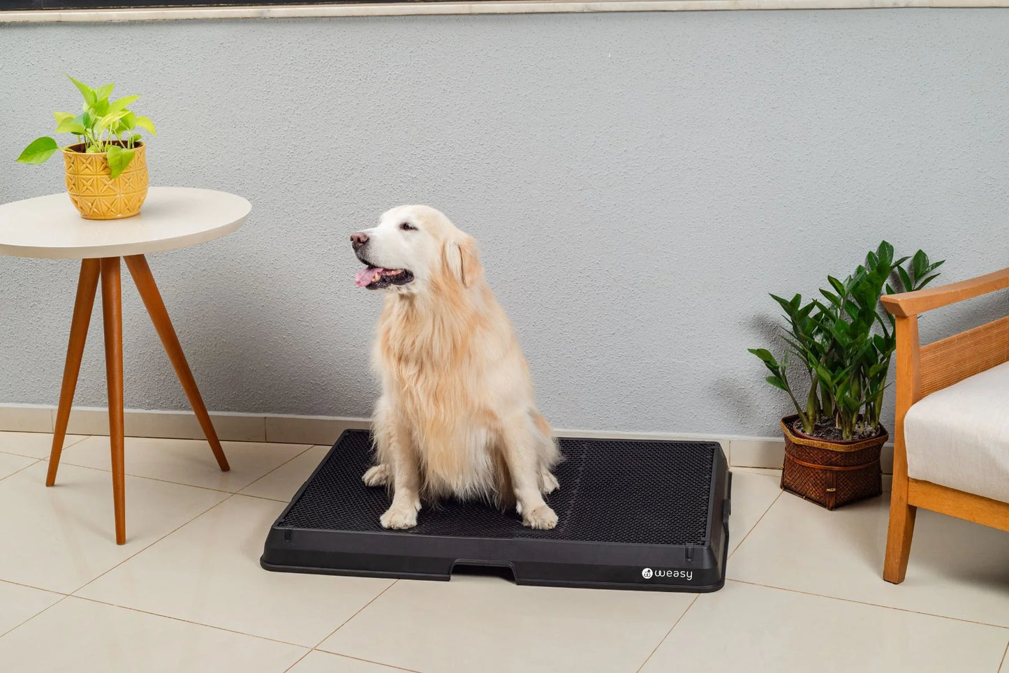 Smart Dog Potty