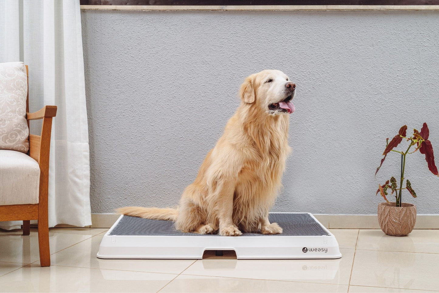 Smart Dog Potty